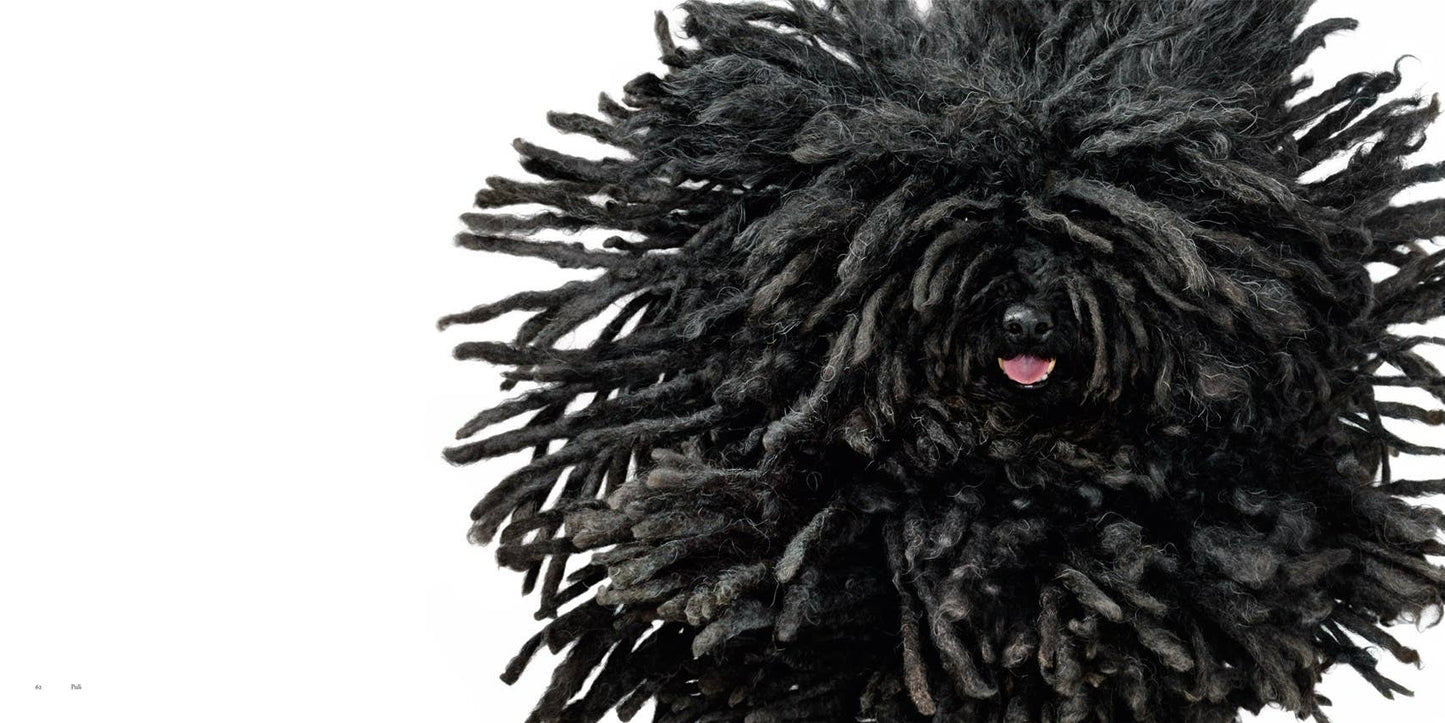 Dogs Coffee Table Book