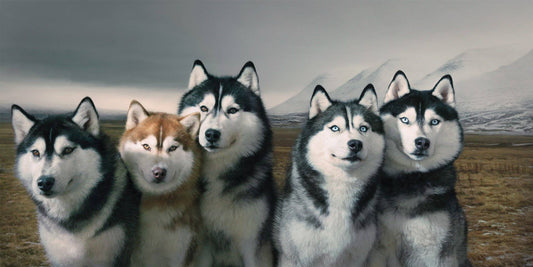 Dogs Coffee Table Book